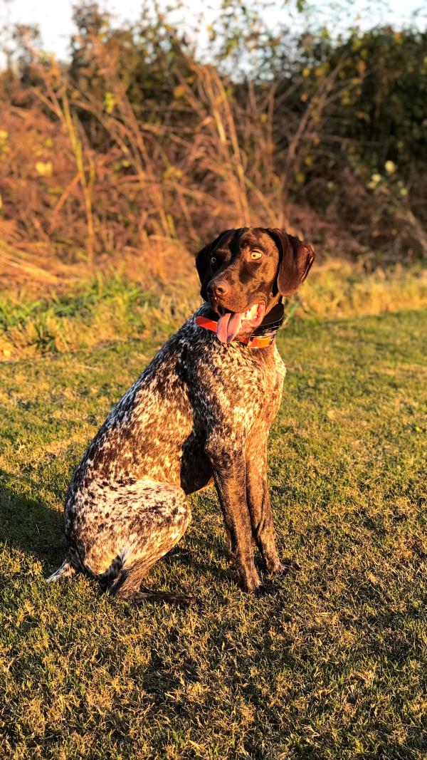 /images/uploads/southeast german shorthaired pointer rescue/segspcalendarcontest2019/entries/11726thumb.jpg